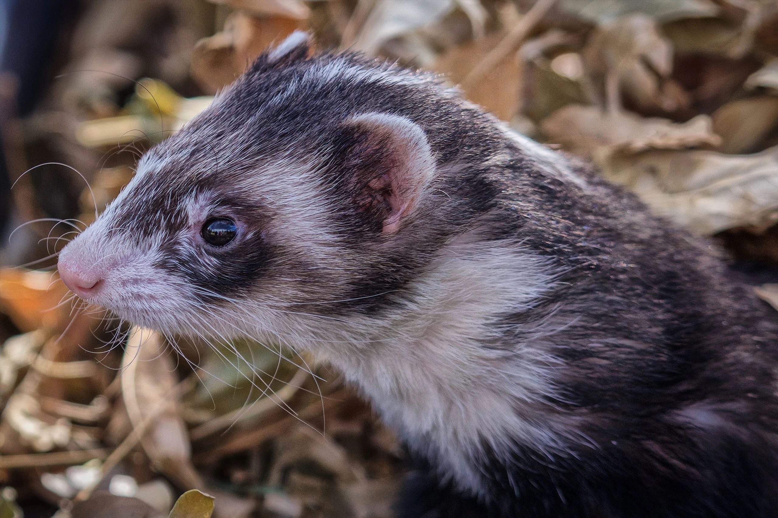 Heritage Park Zoological Sanctuary (events), Heritage Park Zoological Sanctuary, wildlife sanctuary and event venue in Prescott, Arizona