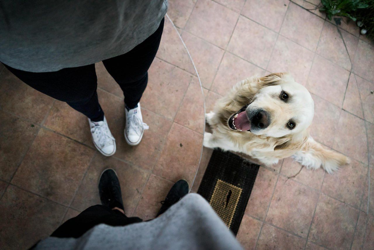 Pet-friendly hotels, Dog-friendly hotel room setup for Prescott travelers in Prescott, Arizona